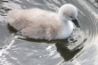 Cygnet 8759369040