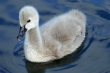 Cygnets13