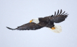 Snow eagle12313