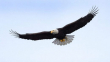 eagle2