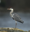 heron2