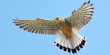 kestrel2