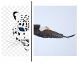 snow leopard and snow eagle