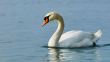 swan3