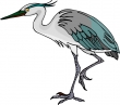 Heron