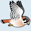 Kestrel