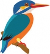 Kingfisher
