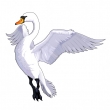 Swan